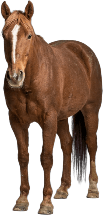 Sophie, a chestnut mare with a white blaze