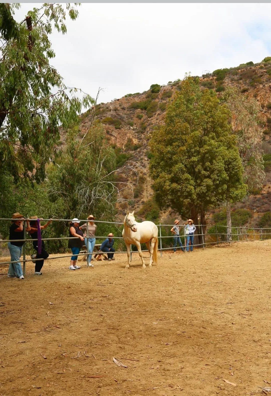 A group along the rail of the round pen, watching the cremello stand out in the middle of it