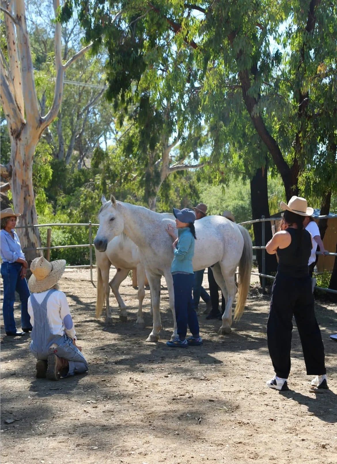 A group working with the white horses under the eucalyptus