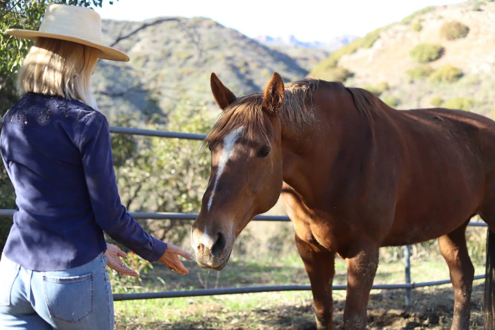 A woman in a straw hat holds an open hand out at the rail, and the chestnut comes to meet it