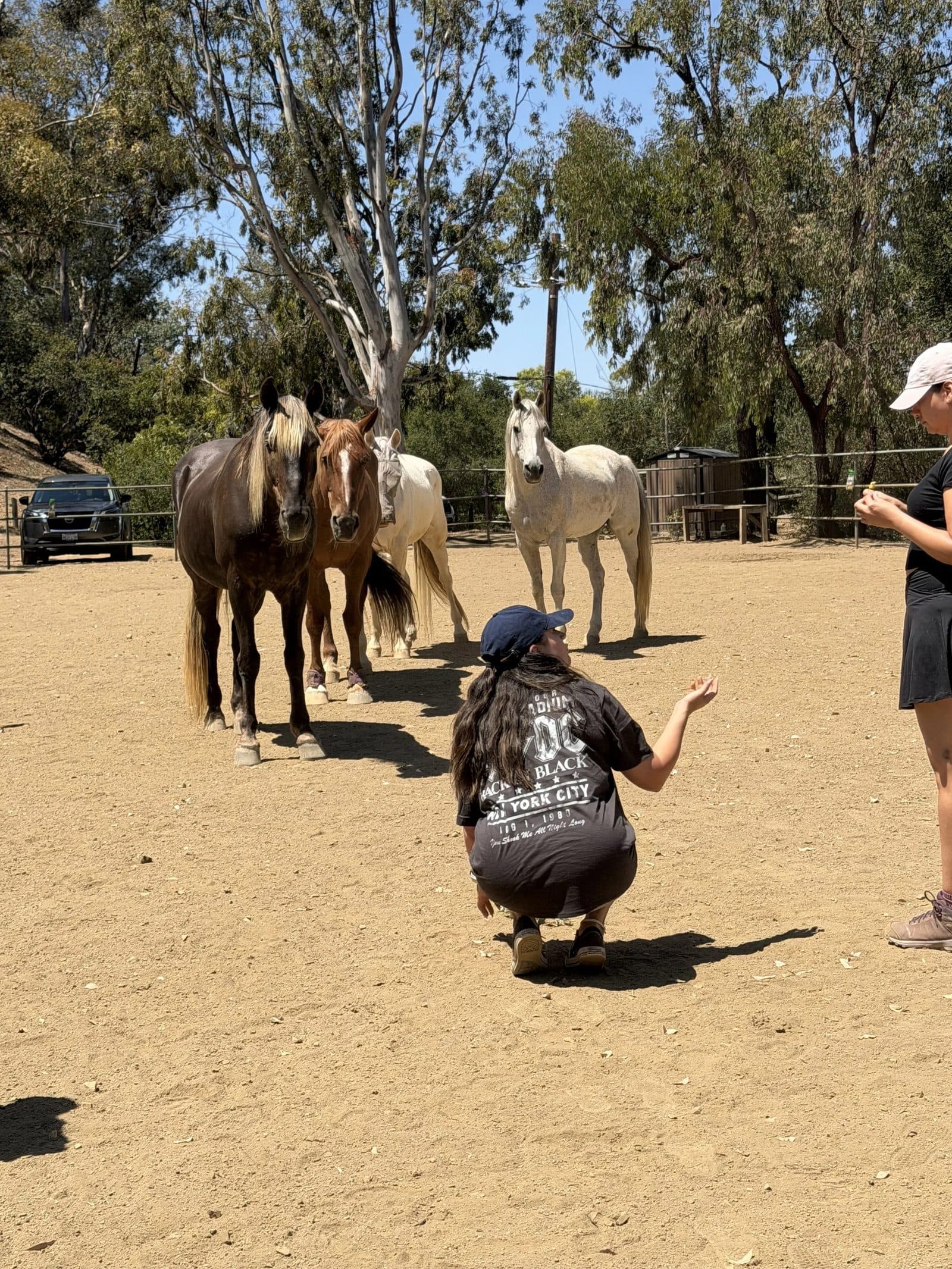 A person crouched in the round pen, three of the herd standing close, a facilitator at the rail