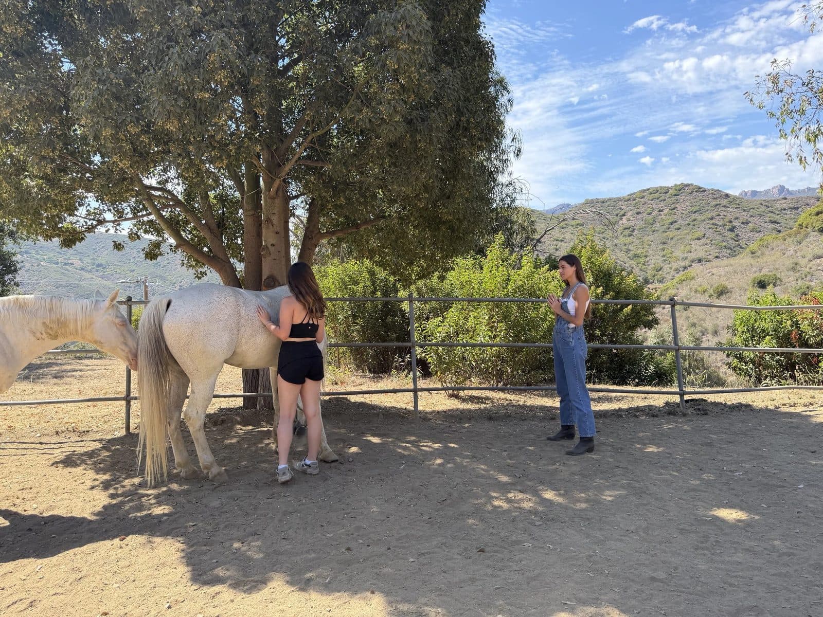 A woman with her hands on a white horse under a tree, another watching
