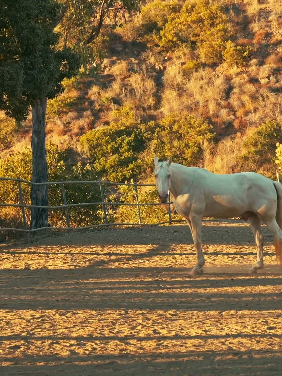 The white horse crossing the paddock in low golden light, the hillside lit gold behind