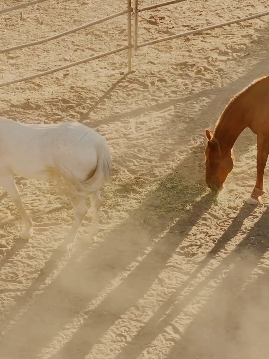 A white horse and a chestnut grazing side by side in the paddock at the end of a July afternoon, dust hanging in the low sun and their shadows running long